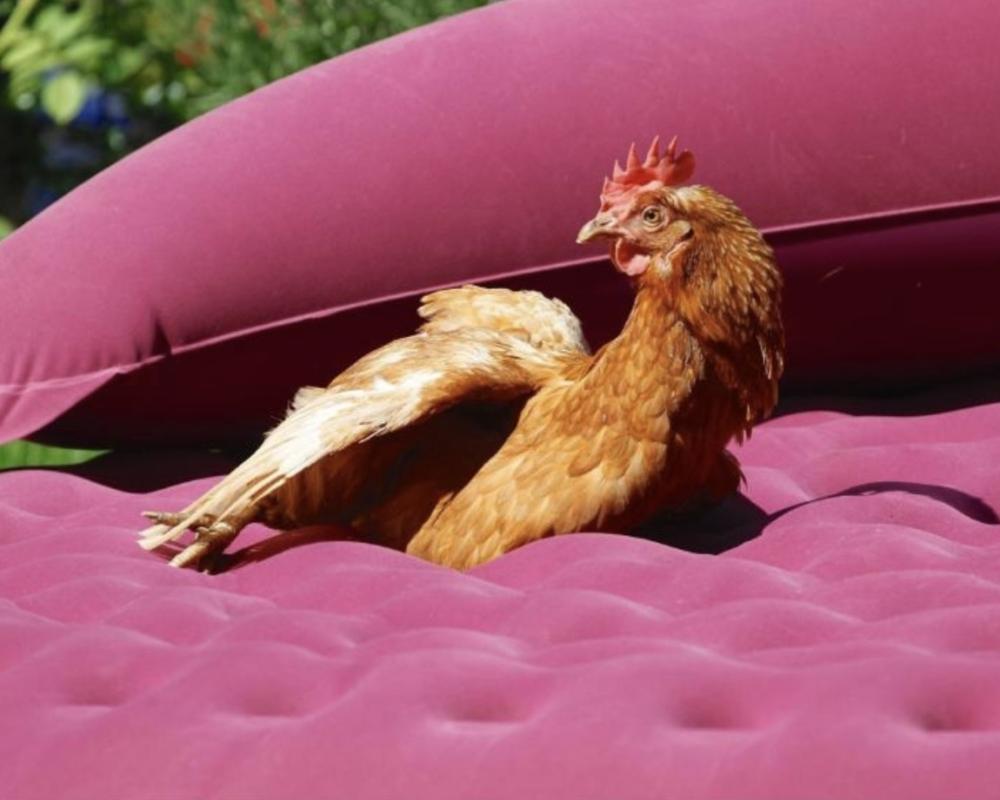 Priscilla has already found the home of her dreams
