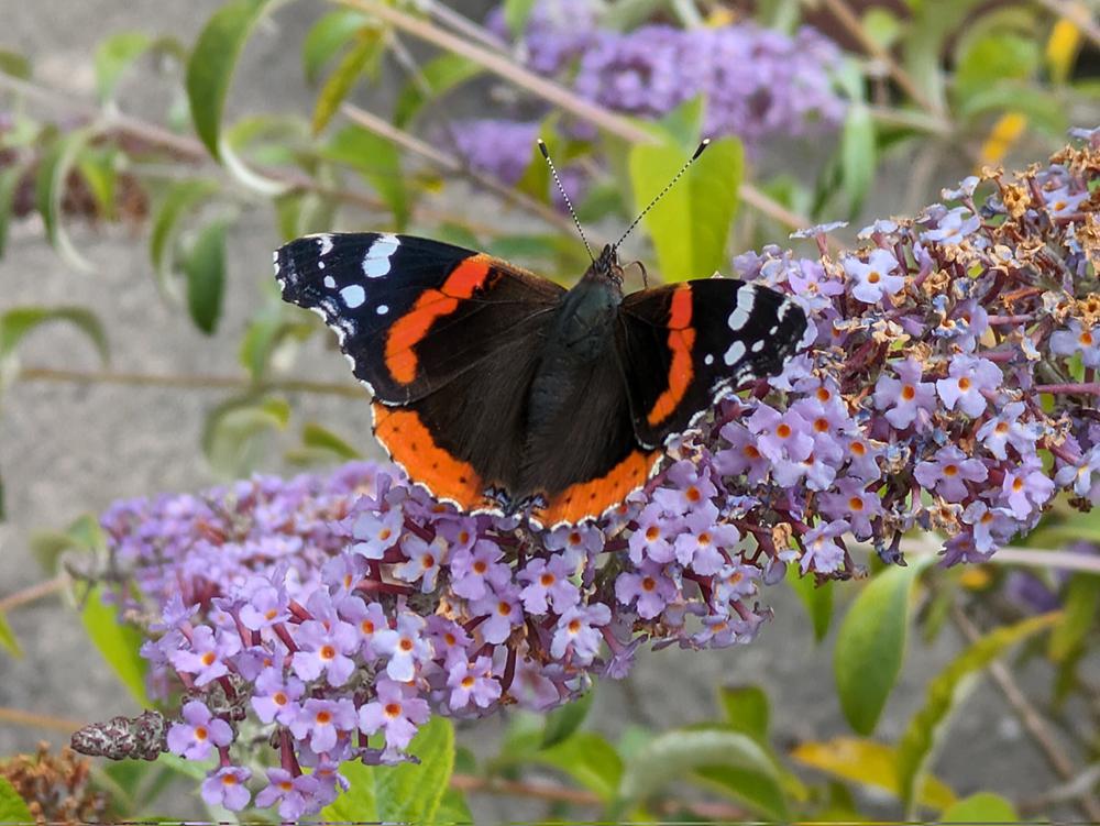 Red Admirals take early lead in 2023 Big Butterfly Count