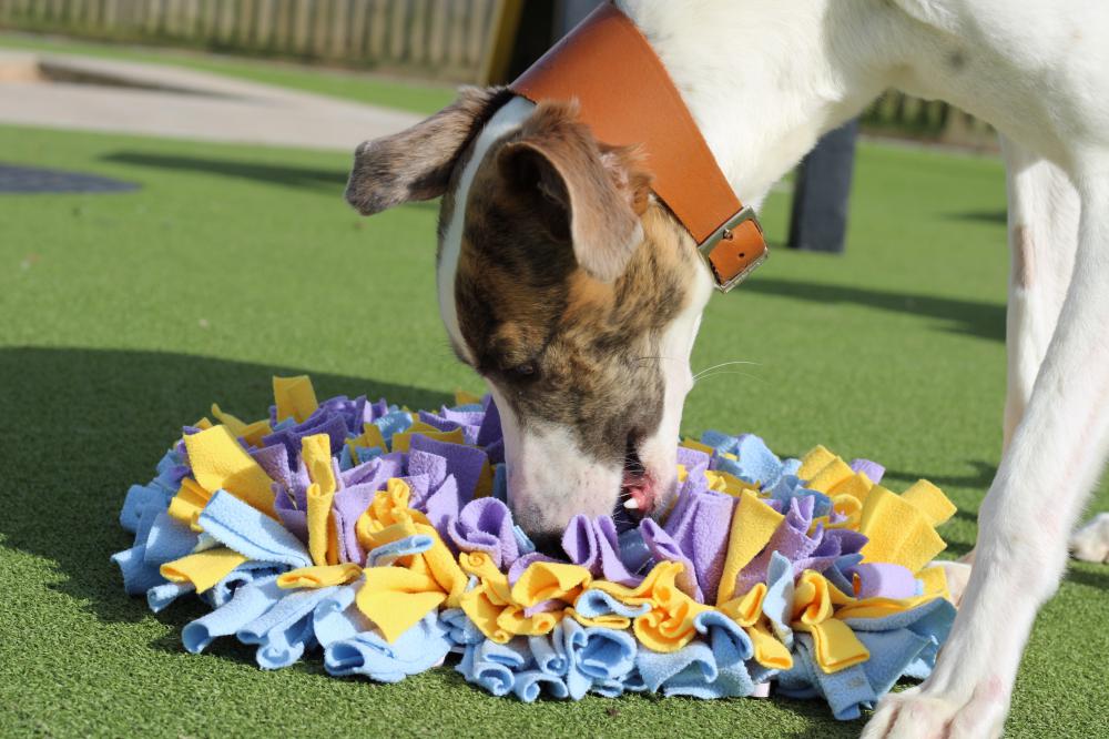 Food search puzzles are a great way to keep your dog occupied when they are having time alone