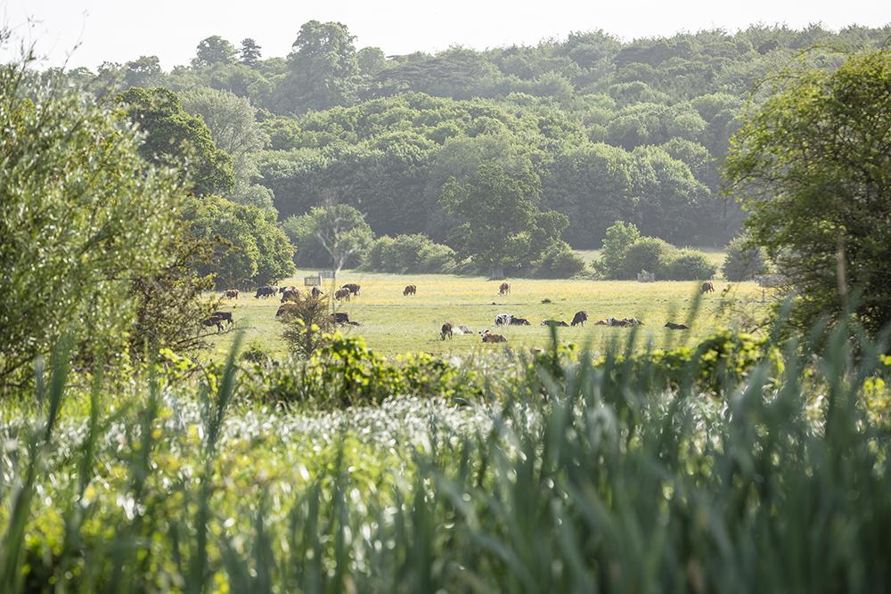 Credit - National Trust