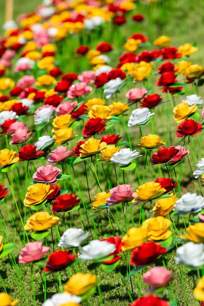 Heartfelt 'Remember Me' roses display celebrates lives at Prospect Hospice garden fete