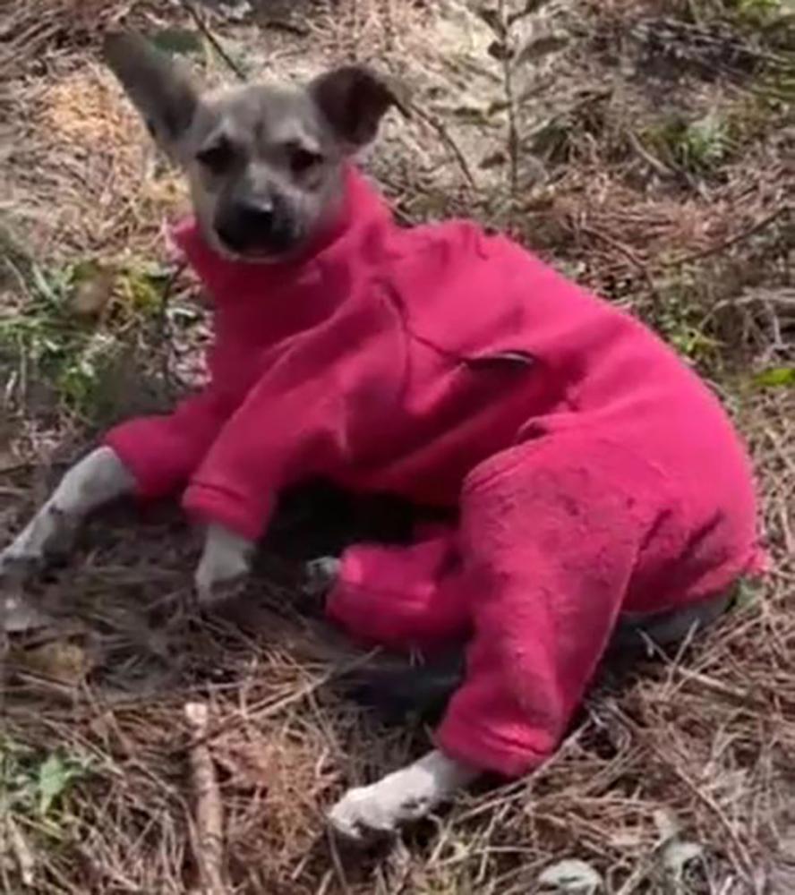 Morale-boosting dog Pavlovna wearing the pink coat donated in Swindon