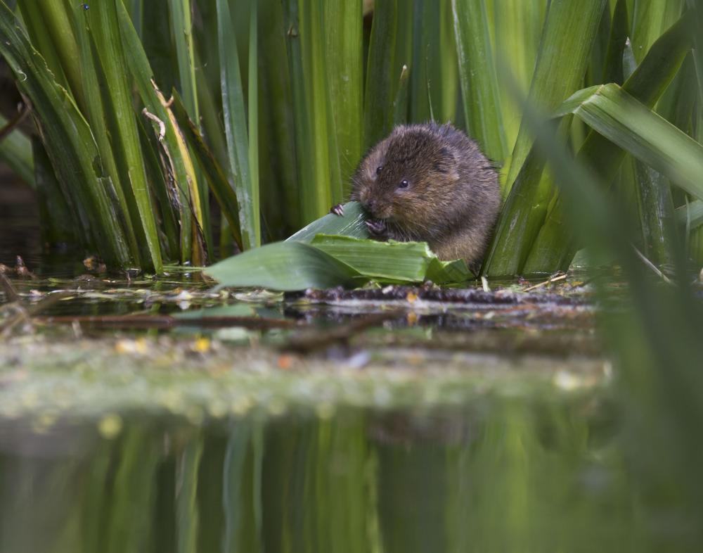 Water vole pictured by Steve Deeley