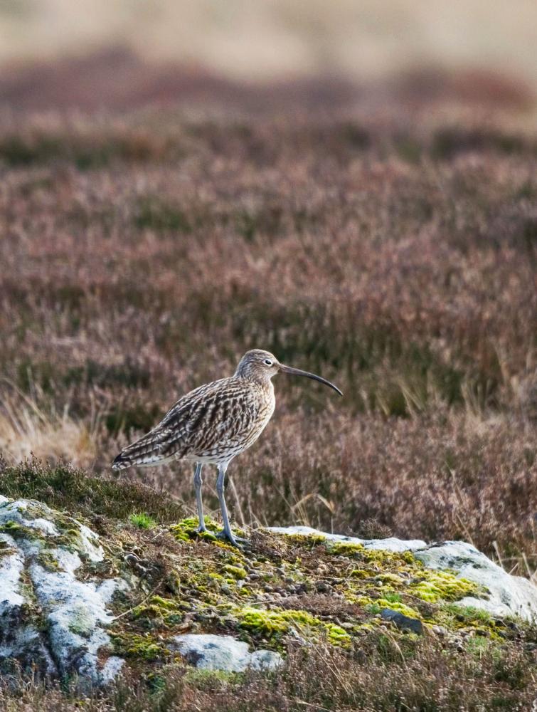 Curlew (Picture: Darin Smith)