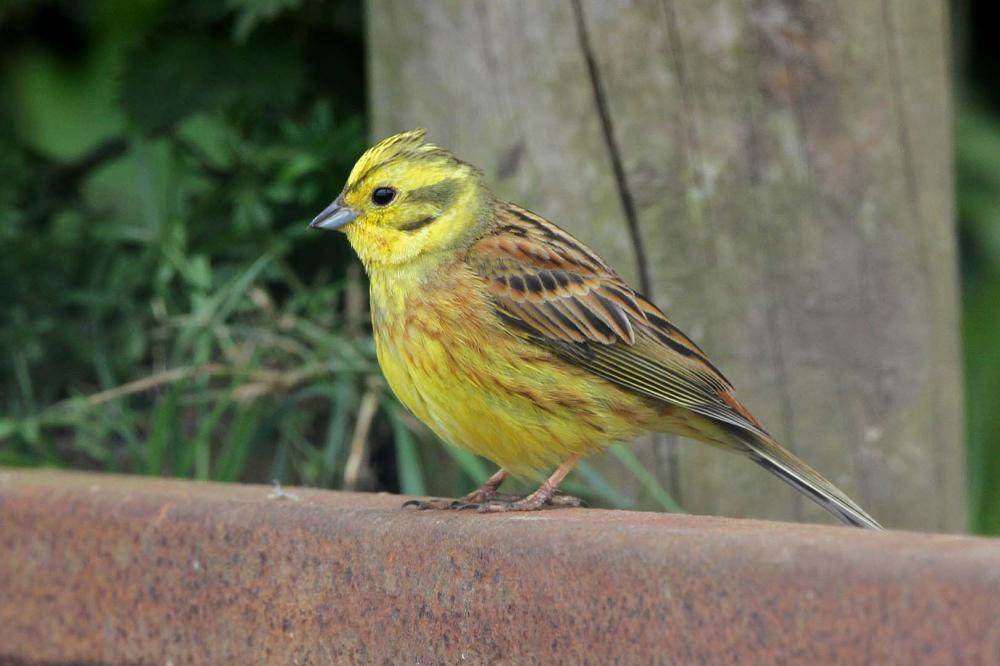 Yellowhammer (Picture: Margaret Holland)