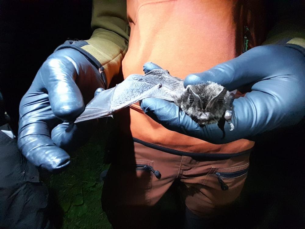 The project includes a bat survey