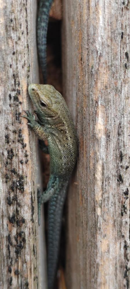 Major Lottery grant for Wiltshire Wildlife Trust