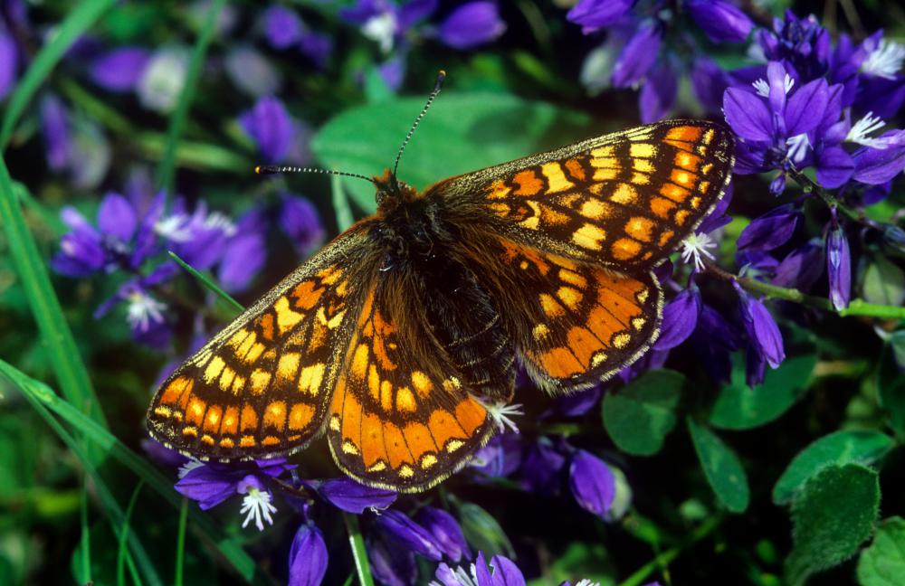 A marsh fritillary (picture by Stephen Davis)