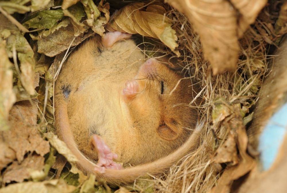 Hazel dormouse. Photo by Terry Whittaker, 2020VISION