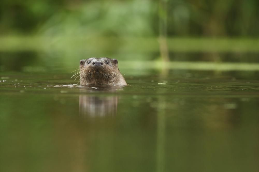 Otter. Photo by Luke Massey, 2020VISION