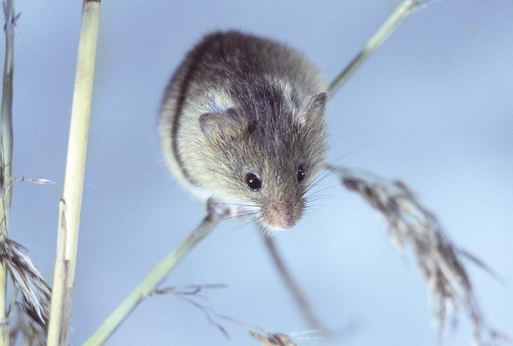 Harvest Mouse (PIcture: Darin Smith)