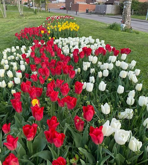 Images of the Red and White Union jack style tulip planting