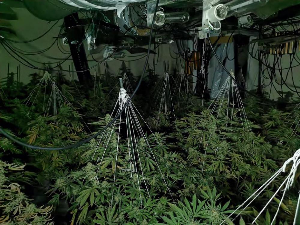 Man jailed following discovery of cannabis factory in Swindon