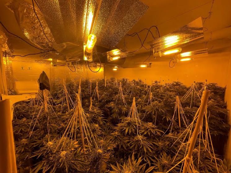Arrest after Swindon cannabis farm discovered