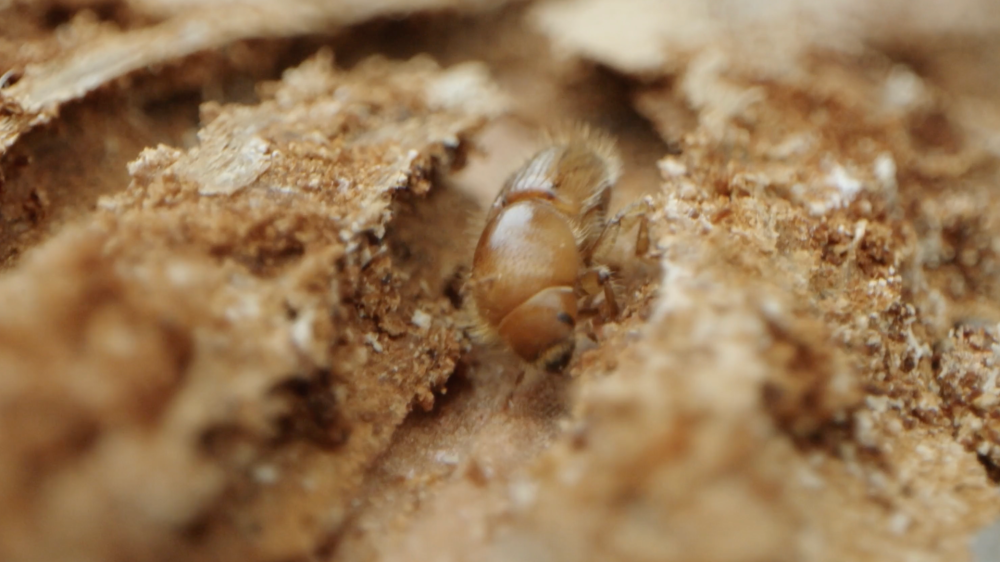 Spruce Bark Beetle warning from Forestry Commission 
