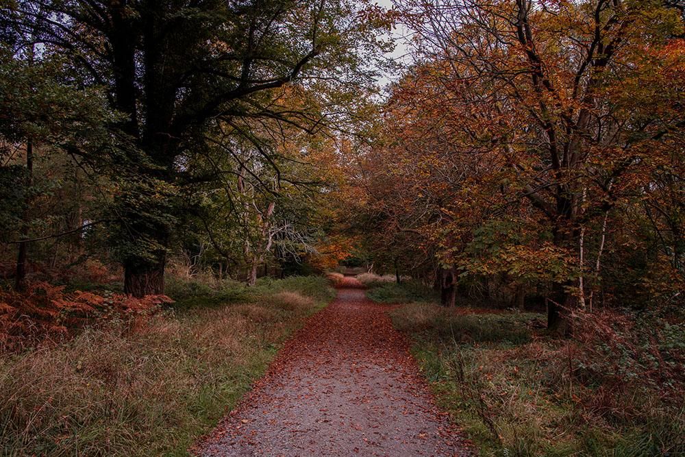 Savernake Forest named among UK's best Autumn hikes