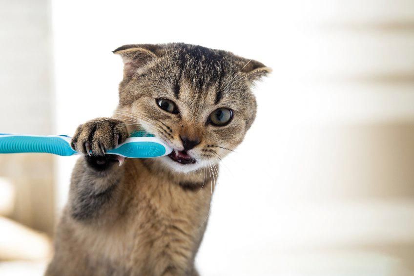 Local vets explain the importance of brushing your pets' teeth