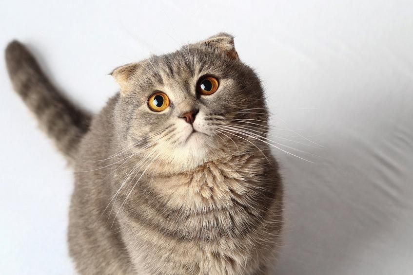 Hypertension in Cats