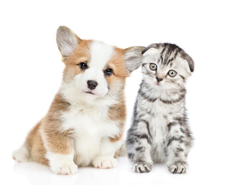Thameswood Vets Share Details Of Beneficial Spay Surgery Method thameswood-vets-share-details-of-beneficial-spay-surgery-method
