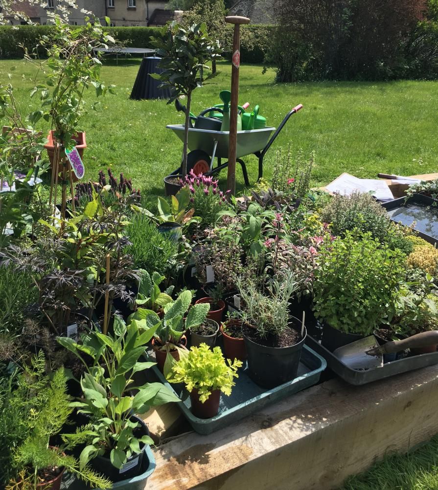 Charity open gardens event in Old Town this weekend