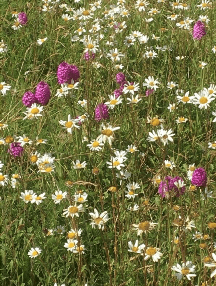 Oxeye daisies and pyramidal orchids are flourishing