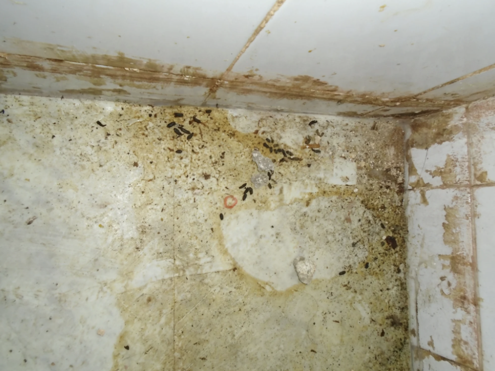 Kebab shop to remain closed after severe rat infestation discovered
