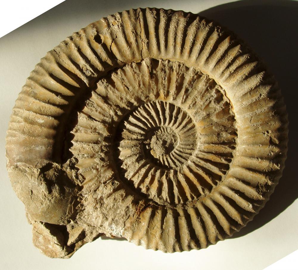Ammonite fossil from the geology collection at Swindon Museum and Art Gallery