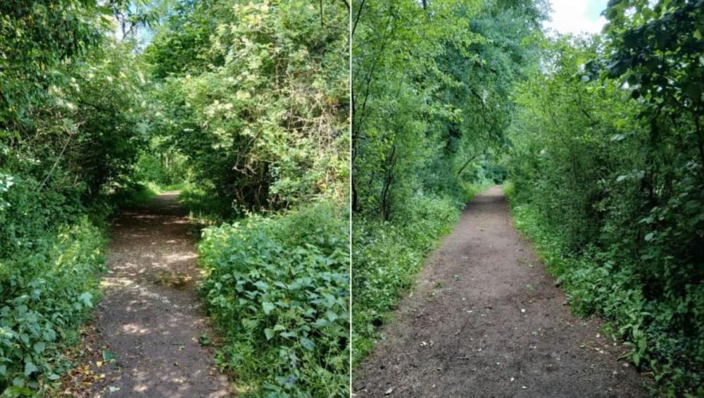 A before and after image of trees and bushes being cut back from a path in Stanton Park