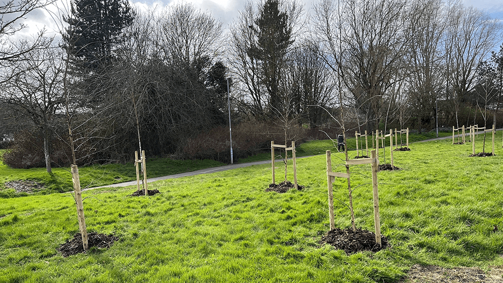 Recruitment drive for Swindon tree wardens