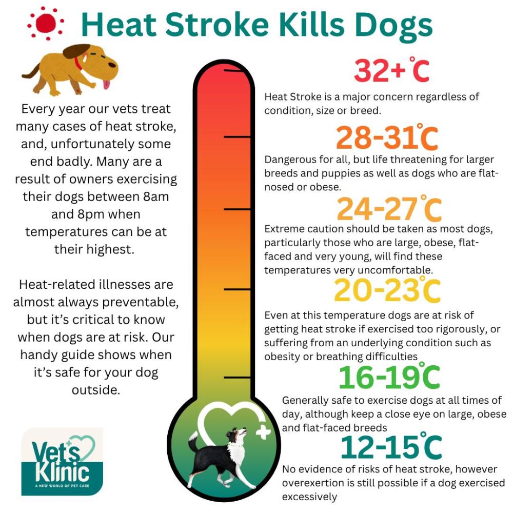 Swindon dog deaths amid heatwave - vet issues lifesaving advice