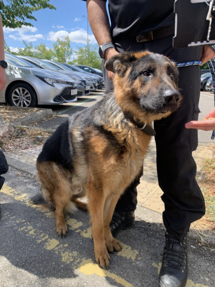 Police seize dog from hot car in Swindon