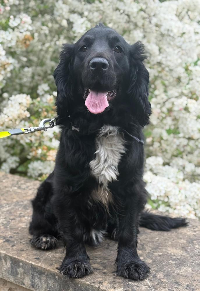 Rescue dog begins Wiltshire Police career