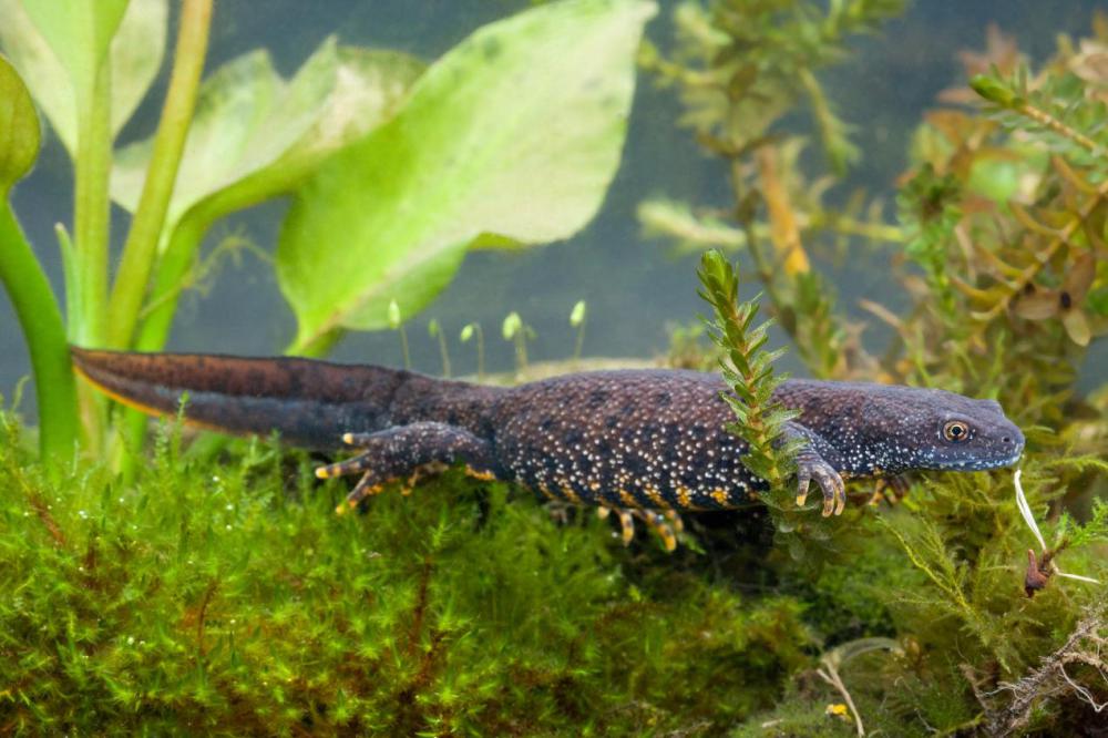 Female great crested newt