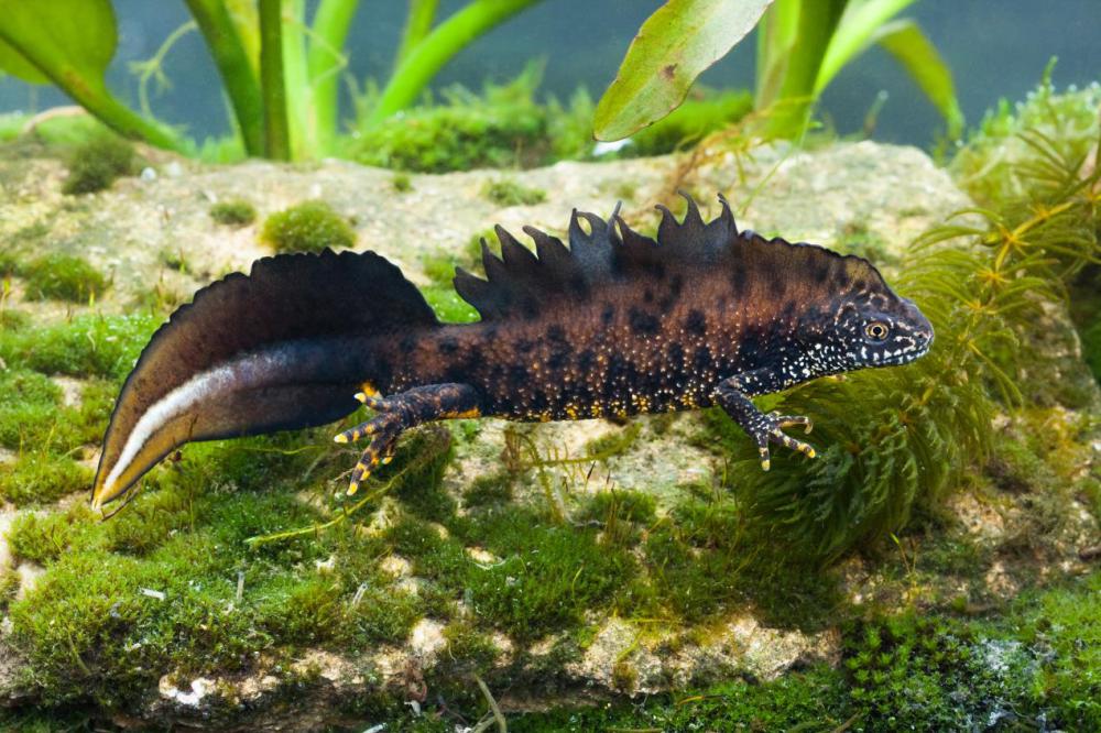 Male great crested newt